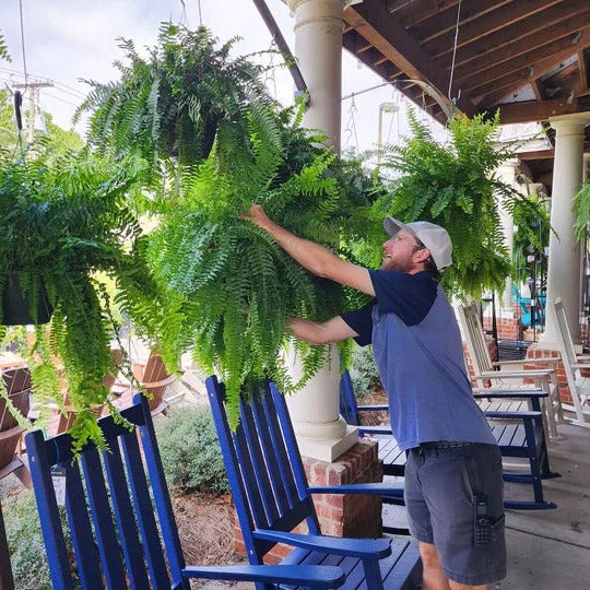 UV Resistant Artificial Boston Fern for Outdoor Decor - Lifelike Greenery