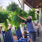 UV Resistant Artificial Boston Fern for Outdoor Decor - Lifelike Greenery